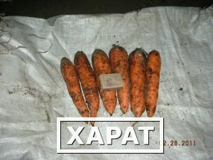 Фото Морковь оптом от 18 руб.