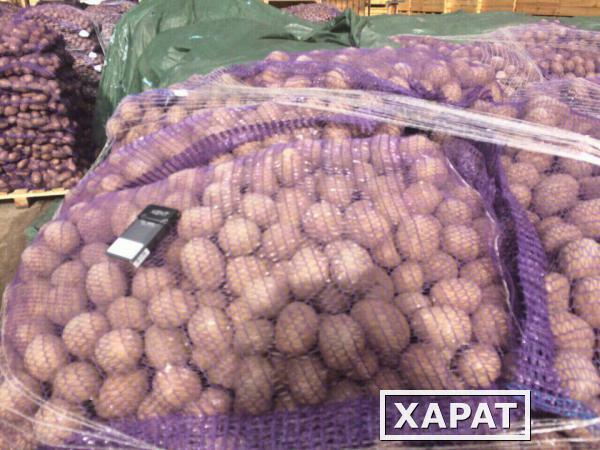 Фото Качественный картофель оптом из Белорусии