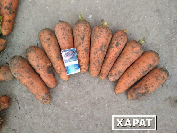 Фото Морковь оптом от производителя