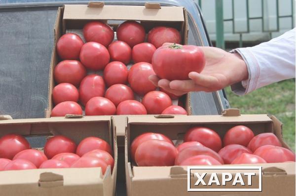 Фото Осуществляем оптовую продажу помидоров