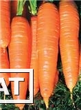 Фото Продажа моркови голландских сортов