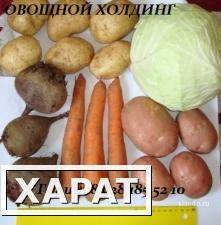 Фото Срочно продам картофель оптом