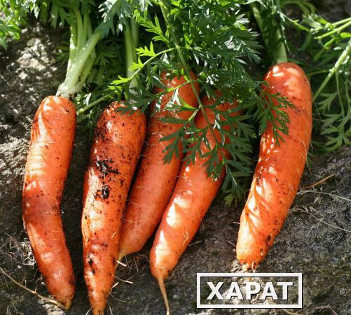 Фото Морковь свежего урожая
