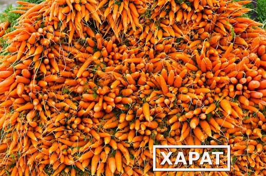 Фото Предлагаем Вам приобрести оптом Морковь желтую от сельхозпроизводителя