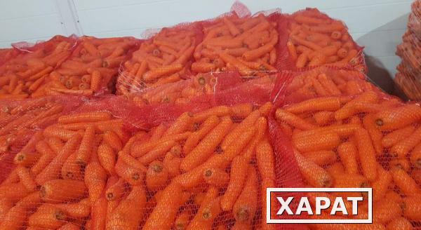 Фото Морковь нового урожая оптом 1 сорт от производителя