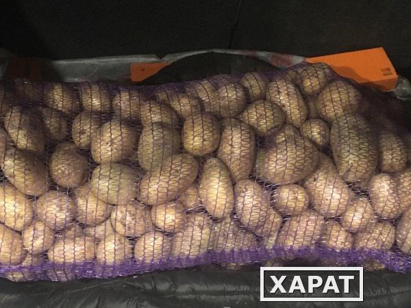 Фото Мытый картофель Гала - твердая