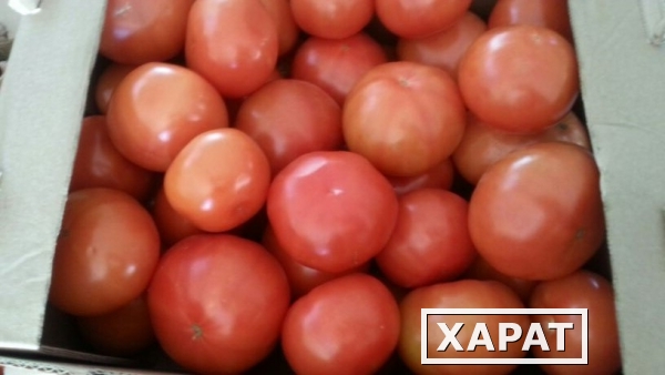 Фото Агрокомплекс реализует томат сортов Торреро