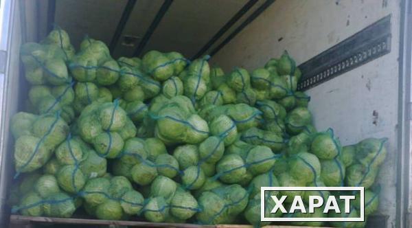 Фото Продаем оптом любая капуста и любые другие овощи из хранилищ по всей России