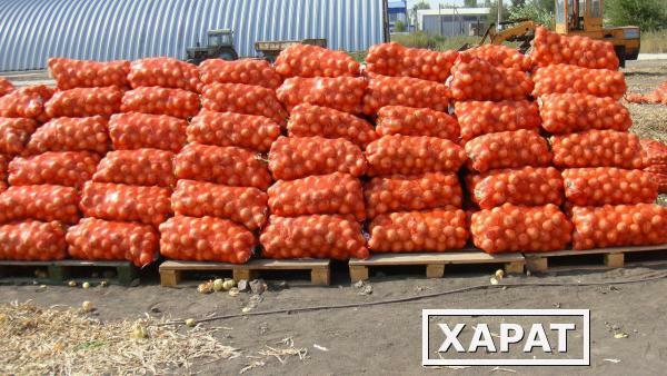 Фото Продаем оптом любой лук и любые другие овощи из хранилищ по всей России