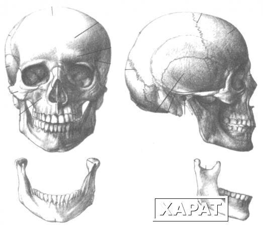 Фото Рентгенография скуловой кости (2 проекции)