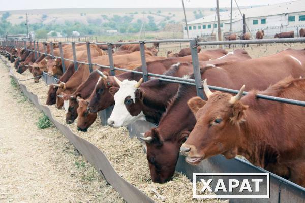 Фото Комбикорм для откорма крупного рогатого скота экструдированный