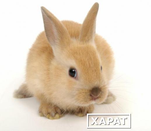 Фото Комбикорм для кроликов