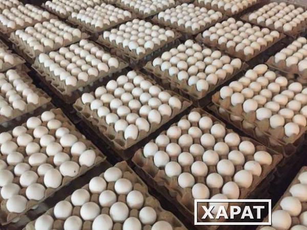 Фото Продаем оптом любые яйца любых птиц из хранилищ по всей России