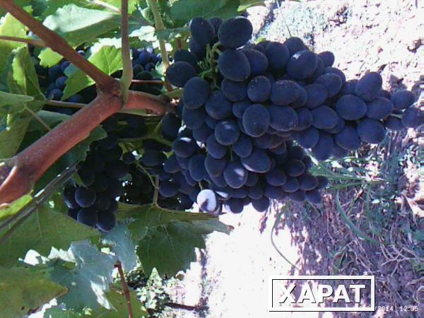 Фото Технический (винный) виноград