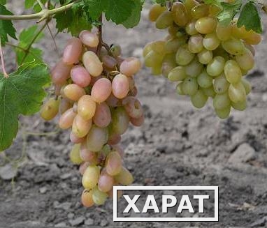 Фото Предлагаем купить виноград столовый "Августин" - продажа оптом от производителя - Ставропольский край.