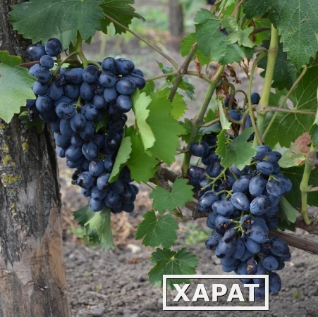 Фото Предлагаем купить виноград столовый "Кодрянка" - продажа оптом от производителя - Ставропольский край.