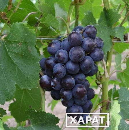 Фото Предлагаем купить виноград столовый "Молдова" - продажа оптом от производителя - Ставропольский край.