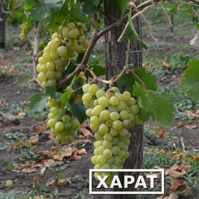 Фото Предлагаем купить виноград столовый "Мускат янтарный" - продажа оптом от производителя - Ставропольский край.