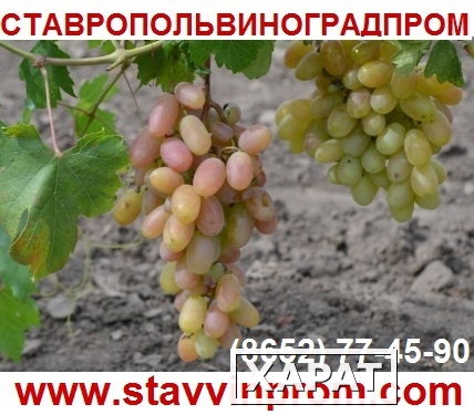 Фото Предлагаем купить виноград столовых сортов - продажа оптом от производителя - Ставропольский край.