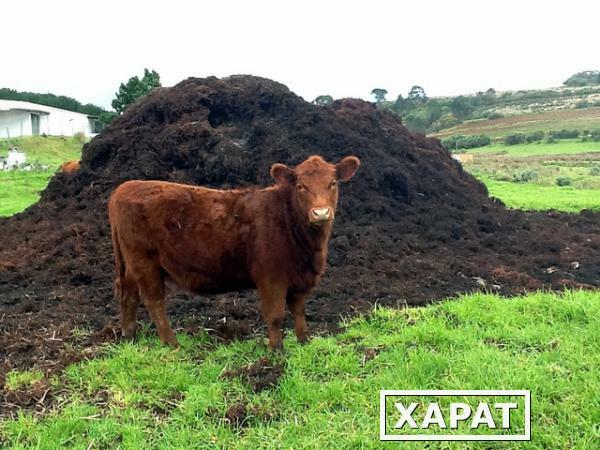 Фото Навоз коровий с доставкой 25 тонн
