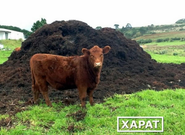 Фото Навоз коровий с доставкой,коровяк