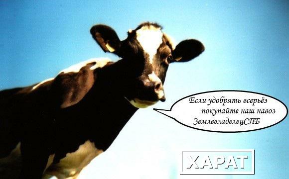 Фото Навоз коровий от компании ЗемледелецСПб