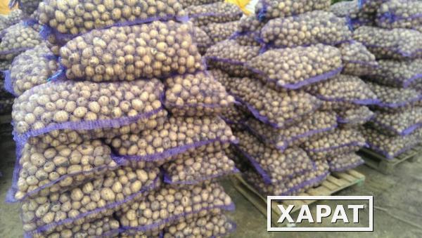 Фото Семенной картофель (колхоз производитель) вторая репродукция.