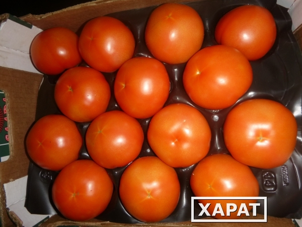 Фото Продаем томаты марокканские оптом!