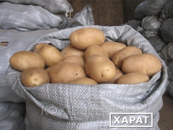 Фото Картофель любые объемы! продажа картофеля!