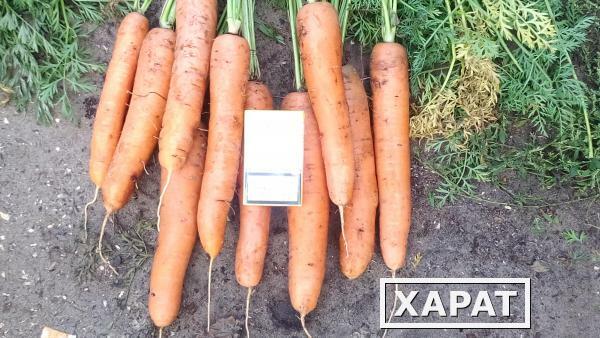 Фото Морковь оптом напрямую от производителя, от 2 тонн