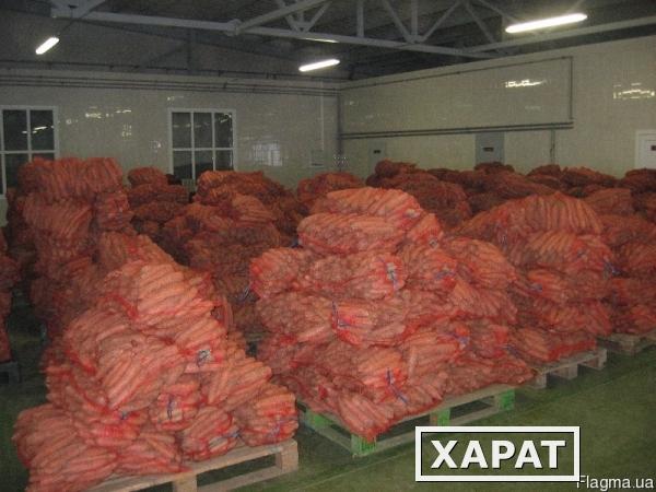 Фото Продам картофель и лук оптом от производителя, урожай 2013-14 очень сочная цена, спеши!