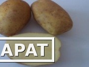 Фото Семенной картофель из Беларуси в Азове