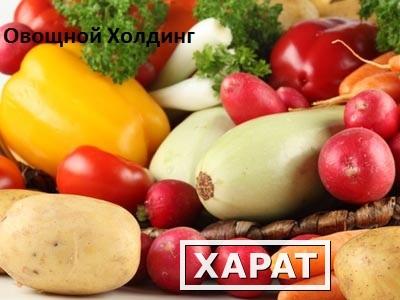 Фото Овощи оптом с Ростовской области