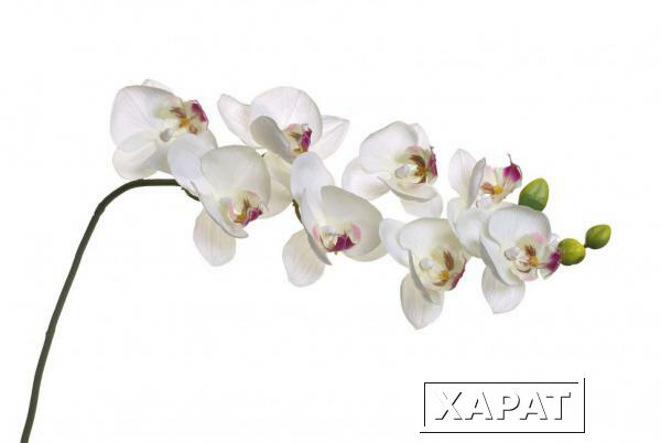 Фото Орхидея белая 85 см (12) (00001600)