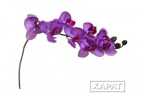 Фото Орхидея лиловая 85 см (12) (00001602)