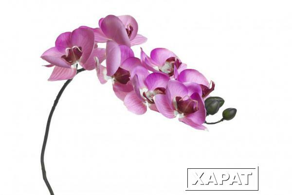 Фото Орхидея розовая 85 см (12) (00001601)