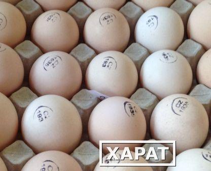 Фото Продаю инкубационные яйца бройлеров Кобб 500 и Росс 308