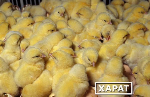 Фото Суточные и подрощенные цыплята бройлера Хаббард Иза Ф 15 на 7 мая 2018