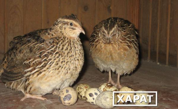 Фото Инкубационное яйцо перепела эстонской породы