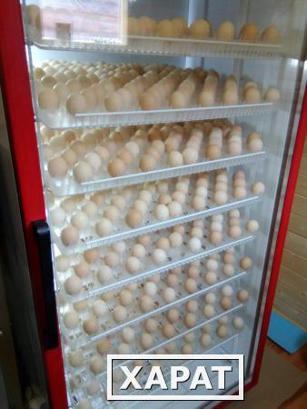 Фото Инкубационное яйцо бройлера Хаббард Иза Ф 15 на 7 мая 2018
