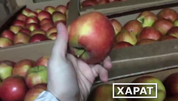 Фото Сладкие яблоки оптом со склада в Иркутске.