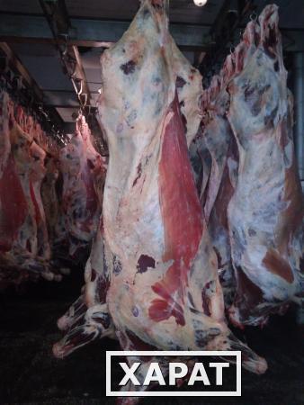 Фото Продаем мясо говядины (корова