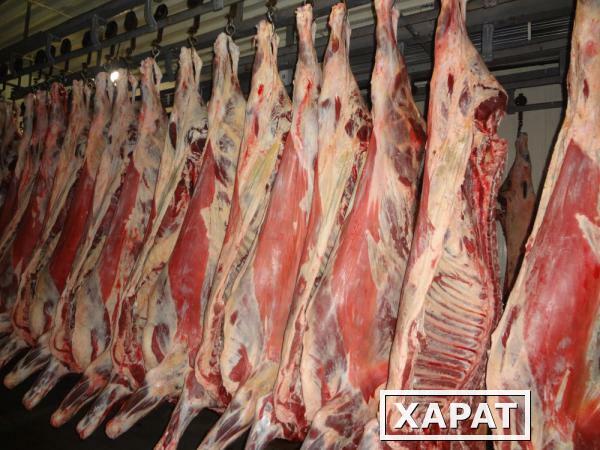 Фото Продажа мяса говядины охлажденка напрямую от поставщика в Казани