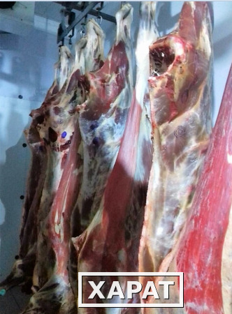 Фото Компания занимается реализацией говядины в полутушах напрямую с бойни.