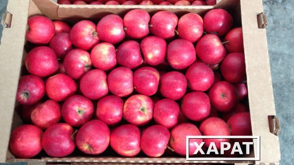 Фото Продаем оптом любые яблоки и любые другие фрукты из хранилищ по всей России