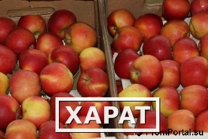 Фото Российские яблоки от отечественного производителя.