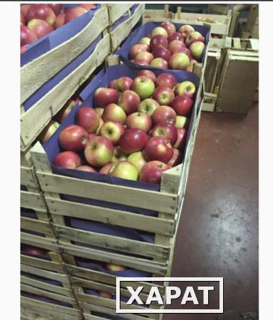 Фото Предлагаем приобрести оптом яблоки Беш Юлдуз по цене от производителя