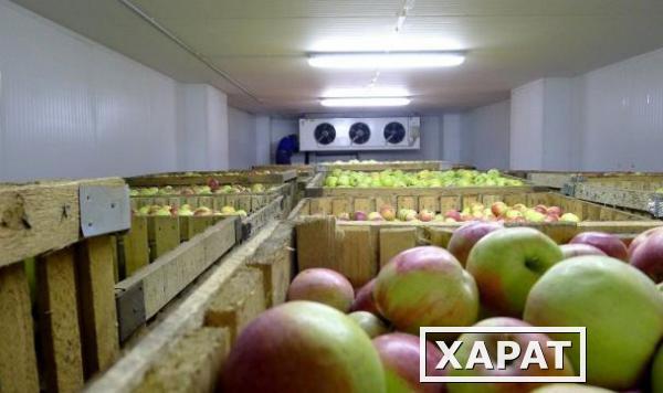 Фото Фруктохранилища с холодильной установкой для долгого хранения фруктов