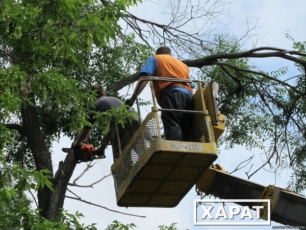 Фото Спиливание аварийных деревьев в Самаре. Вырубка и обрезка опасных деревьев.