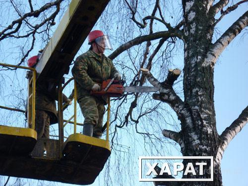 Фото Спил деревьев-вывоз.